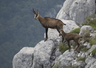 chamois, mammifere herbivore, famille des bovidés vivant dans les montagnes - Instinct animal