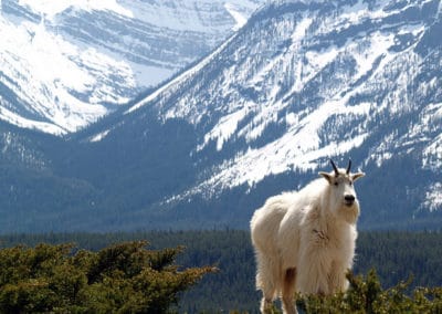 chevre des montagnes rocheuses, animal, mammifere herbivore, fourrure blanche, amerique du nord