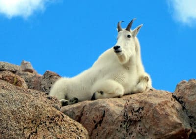 chevre des montagnes rocheuses, animal, mammifere herbivore, fourrure blanche, amerique du nord