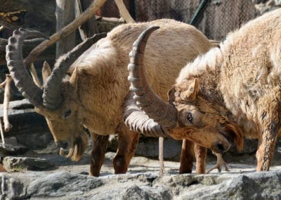 chevre du caucase occidental, le tur, animal, mammifere herbivore, bovidé, longues cornes