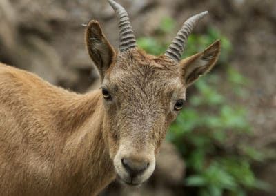 chevre du caucase occidental, le tur, animal,femelle, mammifere herbivore, bovidé