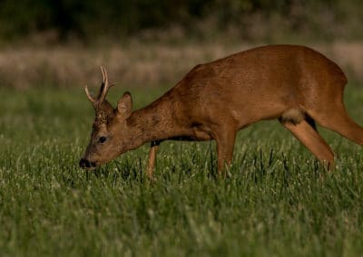 le chevreuil, male, brocard, animal, mammifere herbivore, cervide, europe, russie, moyen orient