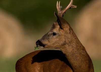 le chevreuil, male, brocard, animal, mammifere herbivore, cervide, europe, russie, moyen orient, bois