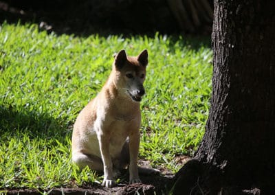 chien chanteur de nouvelle guinée, animal, dingo, mammifère carnivore, canide, hurlement, cris, vocalises