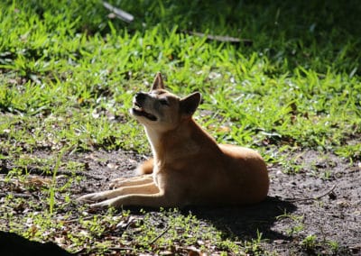 chien chanteur de nouvelle guinée, animal, dingo, mammifère carnivore, canide, hurlement, cris