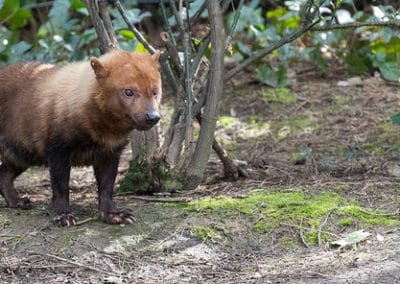 chien des buissons, chyen bwa, animal, mammifere carnivore, canide amerique du sud