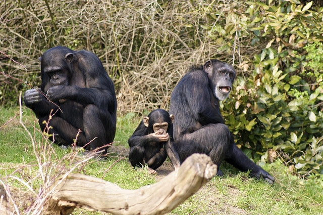 bebe chimpanze, famille, singe, primate, danger de disparition