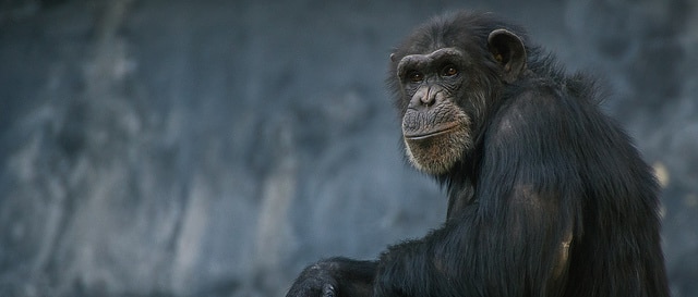 chimpanze, animal, primate, hominide, singe intelligent, en danger de disparition