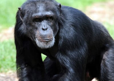 chimpanze, animal, primate, hominide, singe intelligent, en danger de disparition