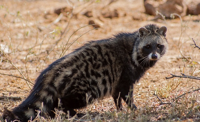  Civette  africaine description photos Instinct Animal 