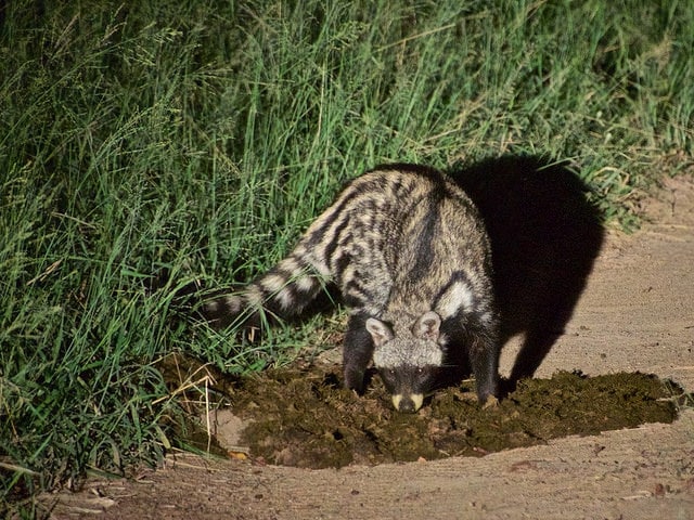  Civette  africaine description photos Instinct Animal 