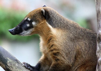 coati commun, coati roux a queue annelee, animal, mammifère carnivore d'Amerique du sud, centrale, mexique