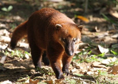 coati commun, coati roux a queue annelee, animal, mammifère carnivore d'Amerique du sud, centrale, mexique