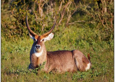 cobe a croissant ou waterbuck, mammifere herbivore, bovidé d'Afrique