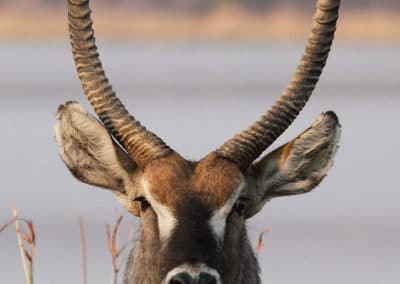 cobe a croissant ou waterbuck, mammifere herbivore, bovidé d'Afrique