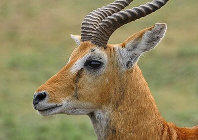 cobe de buffon, animal, mammifère herbivore d'Afrique