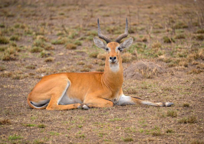 cobe de buffon, animal, mammifère herbivore d'Afrique