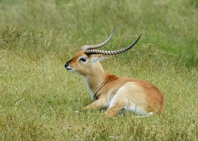 cobe de lechwe, animal, mammifere herbivore d'Afrique