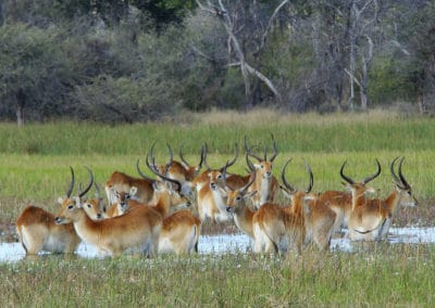 troupeau de cobes de lechwe, animaux, mammiferes herbivores d'Afrique