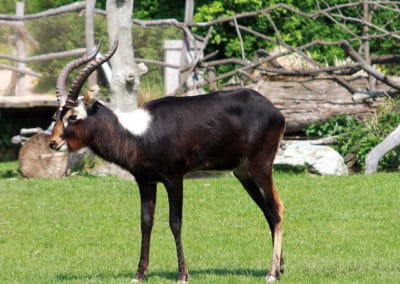 Le cobe de mrs Gray (Lechwe du Nil), animal, mammifere herbivore Afrique