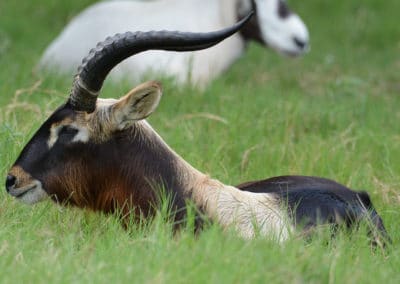 cobe de mrs gray, (Lechwe du Nil), animal, mammifere herbivore d'afrique