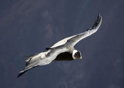 Le condor des Andes, grand oiseau de proies d'Amerique du Sud, taille envergure, vol, poids
