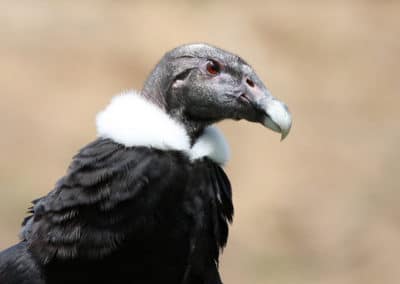 Le condor des Andes, femelle, grand oiseau de proies d'Amerique du Sud, taille envergure, vol, poids
