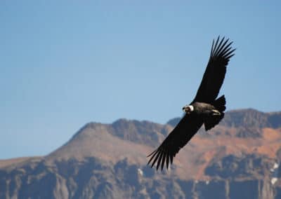 Le condor des Andes, vol, grand oiseau de proies d'Amerique du Sud, taille envergure, poids