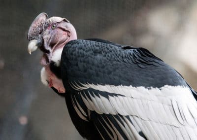 Le condor des Andes, mâle, crete, grand oiseau de proies d'Amerique du Sud, taille envergure, vol, poids