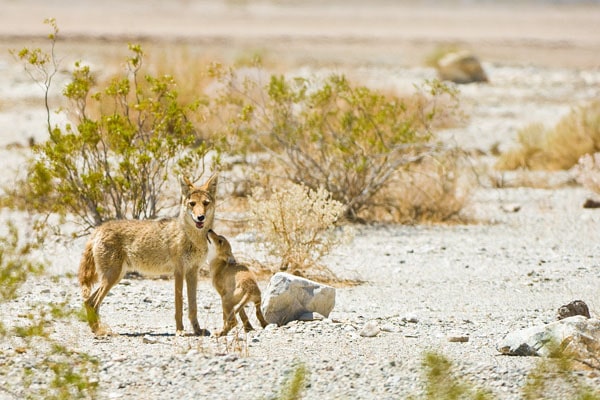 bebe coyote, chiot, animal, mammifere carnivore, canide amerique du nord
