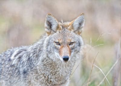 coyote, chacal americain, animal, mammifere carnivore d'amerique du nord
