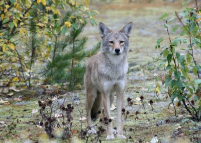 coyote, chacal americain, animal, mammifere carnivore d'amerique du nord