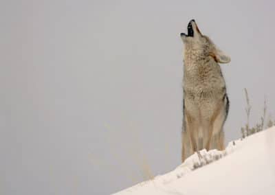 Le hurlement du coyote, cri, bruit du coyote, taille, poids, vitesse - instinct animal