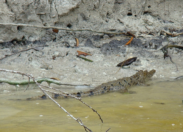 bebe crocodile americain, grande espece de reptile carnivore