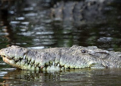 crocodile americain, animal, reptile carnivore d'amerique, peau epaisse, machoire puissante