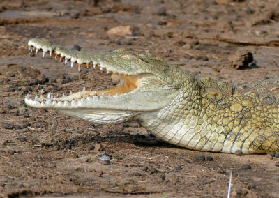 crocodile du nil, animal, reptile carnivore d'afrique, le plus grand des crocodiles, machoire puissante