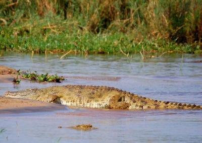 crocodile du nil, animal, reptile carnivore d'afrique, le plus grand des crocodiles, machoire puissante