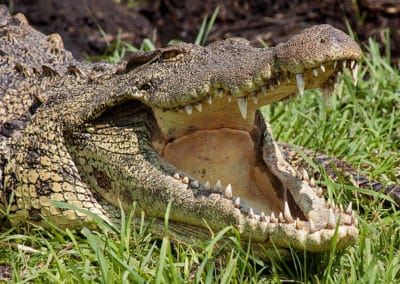 crocodile du nil, animal, reptile carnivore d'afrique, le plus grand des crocodiles, machoire puissante