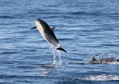 dauphin commun a bec court, animal, mammifere marin, cétacé, delphinide, plongeon, saut, ocean, mer