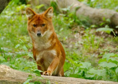 le dhole, cuon d'asie, animal, chien rouge sauvage, canidé, mammifere carnivore, meute