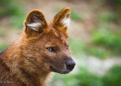 le dhole, cuon d'asie, animal, chien rouge sauvage, canidé, mammifere carnivore, meute