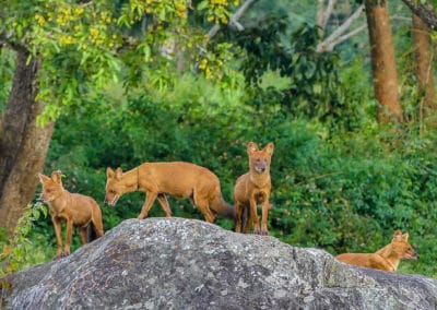 Meute de dholes, chiens sauvages d'Asie, mammiferes carnivores de la famille des canidés