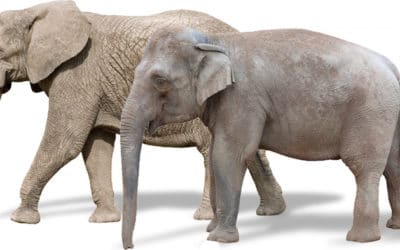 Quelles différences entre l’éléphant d’Afrique et l’éléphant d’Asie ?