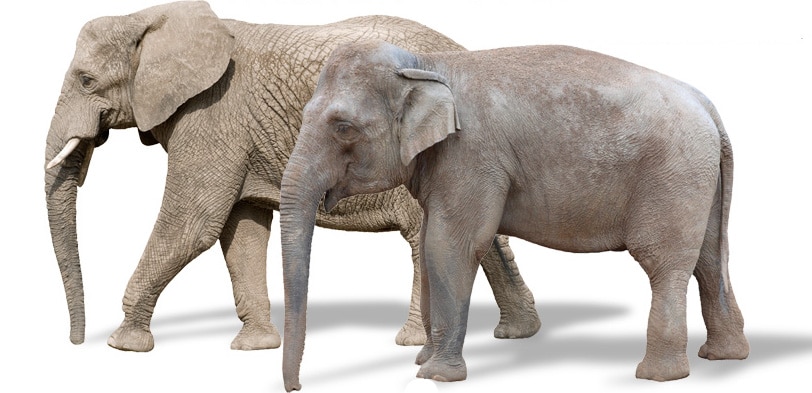 differences entre elephant d'afrique et elephant d'asie, taille, poids, oreilles
