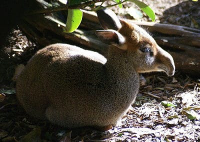 dik-dik de Gunther, antilope naine, animal, mammifere herbivore d'Afrique