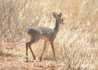 dik dik de kirk, animal, antilope naine, mammifere herbivore d'afrique