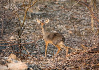 dik dik de salt, animal, antilope naine, mammifere herbivore d'afrique