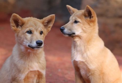 Chiots dingo, bebes dingo, chiot, bebe, chien sauvage australien