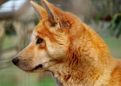 le dingo, warrigal, chien australien sauvage, mammifere carnivore, canide, australie