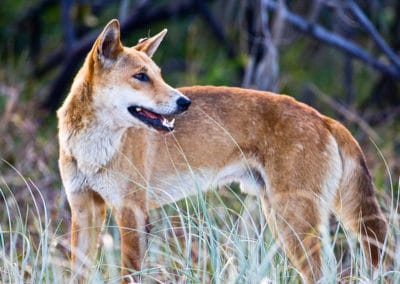 le dingo, warrigal, chien australien sauvage, mammifere carnivore, canide, australie